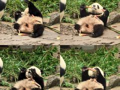 -都江堰中华大熊猫苑
