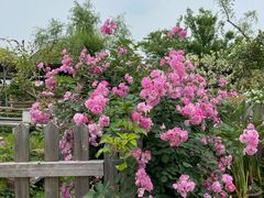 -扬州大运河文化旅游度假区·盆景园