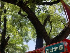 -大槐树寻根祭祖园