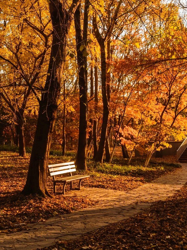 共青森林公园,上海赏秋的天花板