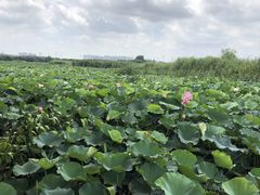 -荷塘月色湿地公园·向阳花洲