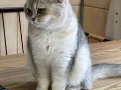-豆逗聊愈猫阁Easy Life