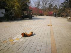 -三圣花乡旅游区