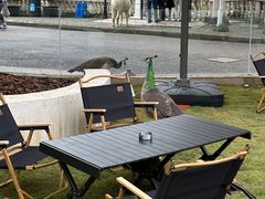 -J Create城市露营咖啡·简餐·宠物(上海动物园店)