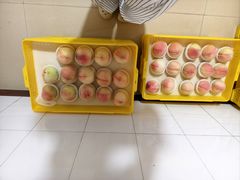 -老袁家蜜桃农场·阳山水蜜桃