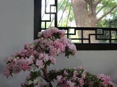 -上海醉白池公园