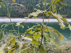 -武陵山森林公园