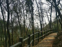 -上海佘山国家森林公园天马山园