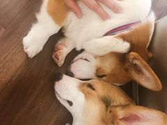 -柯斗斗主题餐厅·狗咖·围炉煮茶·茶饮(国瑞升平里店)