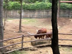 -清迈夜间动物园