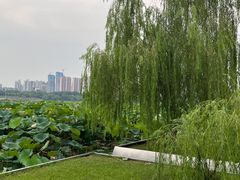 -月湖风景区