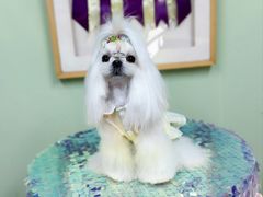 -鑫艺宠物美容培训学校