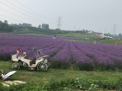 -紫颐香薰山谷景区