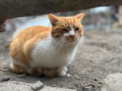 -龙华寺