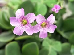 -三圣花乡旅游区