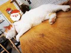 -平行世界·猫咖(首经贸店)