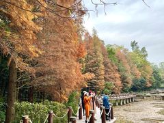 -深圳仙湖植物园