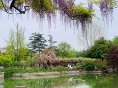 -嘉定紫藤园