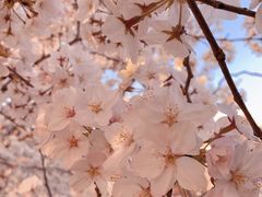 -高东镇樱花园