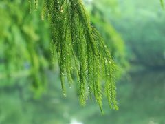 -上海共青森林公园