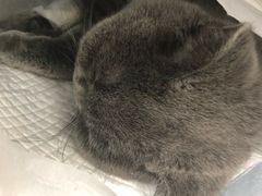 -纳吉亚猫专科动物诊疗中心(蒋宅口分院)