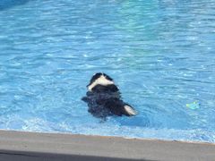 -爪吧宠物乐园 (温榆河示范区店)