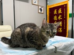 -半岛宠物医院24小时(科华中路店)