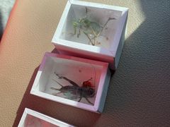 -中环花鸟鱼虫市场