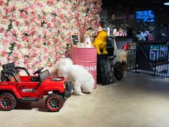 -百好乐宠物友好餐厅(朝外大街店)