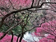 -重庆彩云湖湿地公园