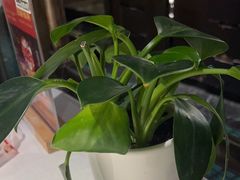 -旺顺阁鱼头泡饼(常营店)