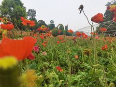 -秀丽东方