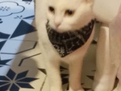 -猫色咖啡·猫咖
