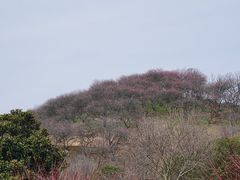 -新建村梅花