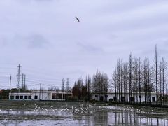 -上海长兴岛郊野公园