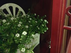 -苗医生草本科技祛痘
