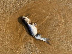 -青岛银沙滩