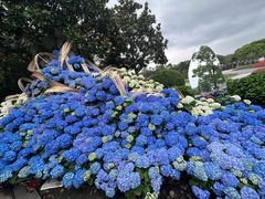 -上海鲜花港