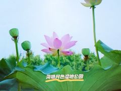 -荷塘月色湿地公园·向阳花洲