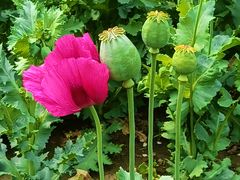 -国家植物园南园