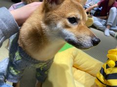 -逗柴咖啡屋·狗咖猫咖宠物桌游