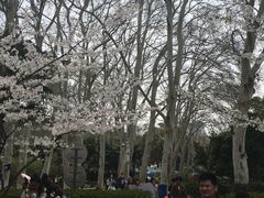 -武汉大学-樱园