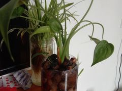 -段氏足疗养生馆(十年老店)