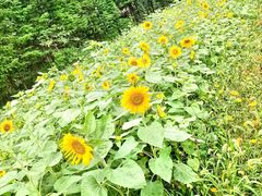 -桤木河湿地公园