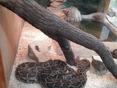 -上海大自然野生昆虫馆(东方明珠·爬宠昆虫探索中心)