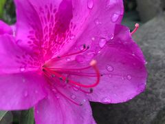 -周老三跷脚牛肉·全牛火锅(非遗传承店)