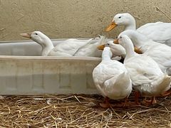 -HERRE·FARM 赫尔露营农场·团建聚会包场