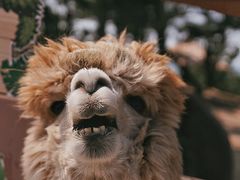 -西霞口神雕山野生动物世界