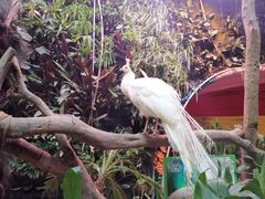 -正佳雨林生态植物园