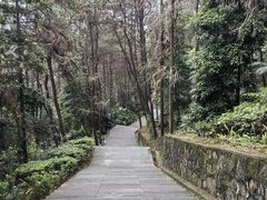 -铁山坪森林公园